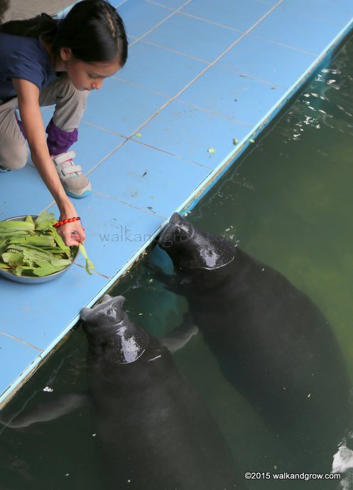 Manatee